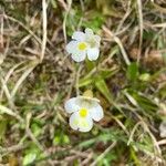 Pinguicula alpina Flor