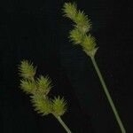 Carex normalis Blomst