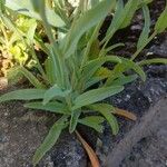 Omphalodes linifolia Φύλλο