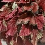 Begonia rex Leaf