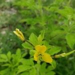 Cleome viscosa Flower