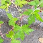 Geranium sibiricum Lehti