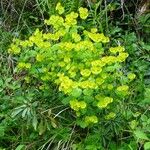 Euphorbia amygdaloides Habit