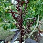 Atriplex hortensis Цвят