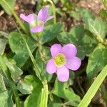 Oxalis latifolia 花