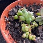 Sedum hernandezii Foglia