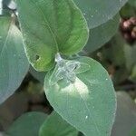 Barleria cristata Blatt