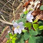 Oxalis acetosella Flors