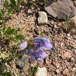 Penstemon hallii Fiore