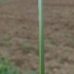 Cyperus longus Corteza