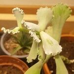 Kalanchoe rhombopilosa Folha