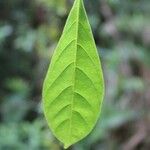 Tabernaemontana persicariifolia Leaf