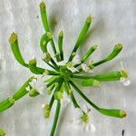 Chaerophyllum aureum Frucht