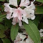 Rhododendron minus Λουλούδι