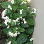 Clerodendrum thomsoniaeFlower