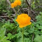 Trollius asiaticus Flower