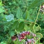 Apios americana Folla