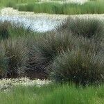 Juncus acutus Blad