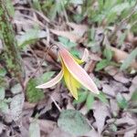 Erythronium americanum Fleur