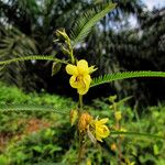 Chamaecrista mimosoides Blüte