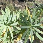Euphorbia balsamifera Leaf