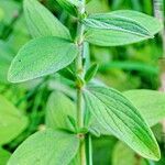 Hypericum hirsutum Leaf