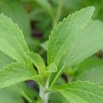 Stevia rebaudiana Blad