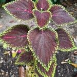 Plectranthus scutellarioidesBlad