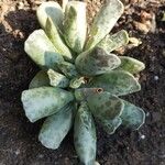 Adromischus cooperiList