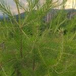 Pinus glabra Feuille