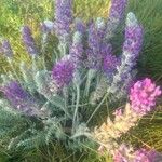 Oxytropis splendens Kvet