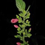 Pavonia dasypetala Flor