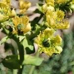 Ruta chalepensis Floare