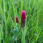 Trifolium incarnatum Λουλούδι