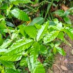 Campomanesia phaea Leaf