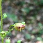 Scrophularia alpestris Flor