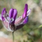 Astragalus vesicarius Květ
