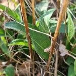 Cephalaria leucantha Leaf