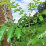 Zanthoxylum panamense Hoja