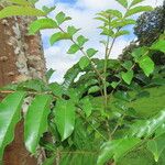 Zanthoxylum panamense Leaf