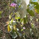 Bignonia magnifica Flower