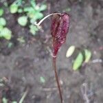 Erythronium montanum Frutto