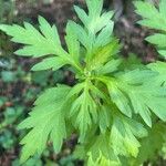 Artemisia princeps List