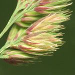 Dactylis glomerata 花