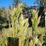 Andropogon bicornis Leaf