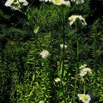 Erigeron annuus Blomma