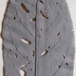 Casearia arborea Otro