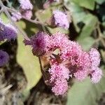 Ayapana amygdalina Flower