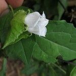 Momordica cissoides Flower