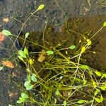 Limosella aquatica Leaf